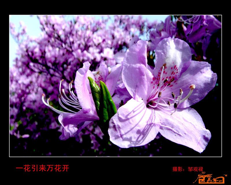 一花引来万花开